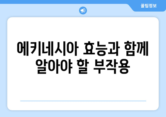 에키네시아 효능, 부작용, 먹는 법 총정리 | 면역력 강화, 감기 예방, 건강 정보