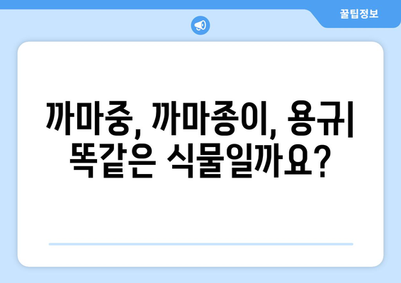 까마중과 까마종이, 용규의 효능과 부작용 완벽 정리 | 까마중 효능, 까마종이 효능, 용규 효능, 부작용, 섭취 방법