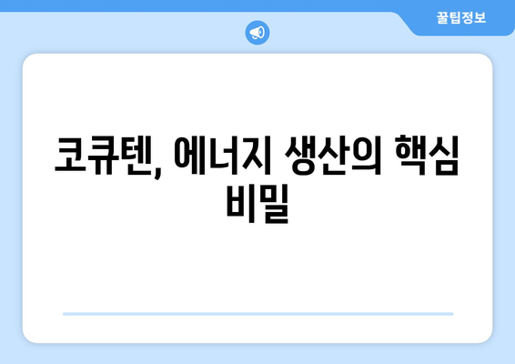 코큐텐CoQ10 완벽 가이드| 효능, 부작용, 복용법, 유비퀴논과의 차이 | 건강, 영양제, 항산화