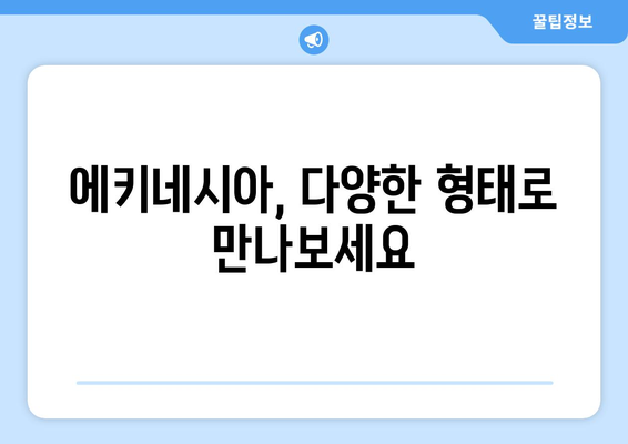 에키네시아 효능, 부작용, 먹는 법 총정리 | 면역력 강화, 감기 예방, 건강 정보