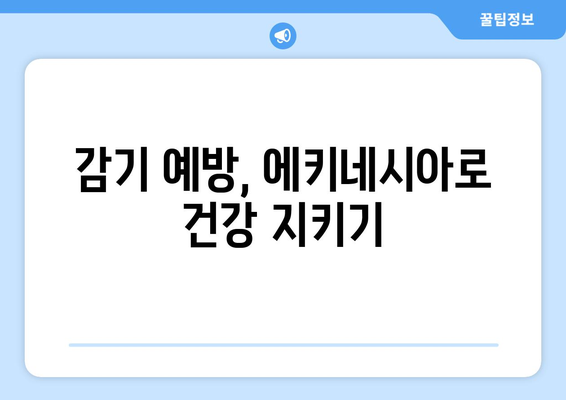 에키네시아 효능, 부작용, 먹는 법 총정리 | 면역력 강화, 감기 예방, 건강 정보