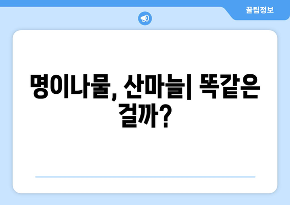 명이나물 효능, 부작용, 영양 성분, 산마늘 제대로 알고 건강하게 즐기자! | 명이나물 효능, 명이나물 부작용, 산마늘 효능, 산마늘 부작용, 명이나물 영양 성분