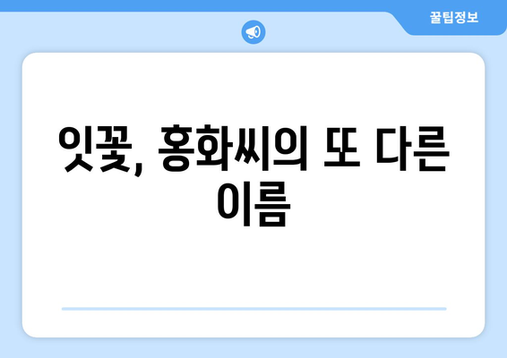 홍화씨 효능 부작용 완벽 정복! 잇꽃 복용법 & 주의사항 | 건강, 잇꽃, 홍화씨 효능, 부작용, 복용법