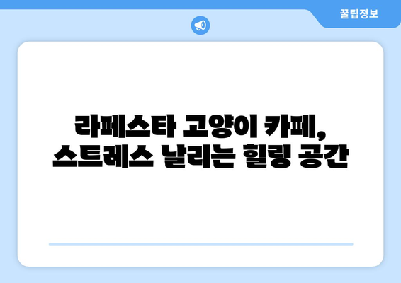 라페스타 고양이 카페 추천 | 냥이와 함께 힐링하세요! | 고양이 카페, 라페스타, 데이트, 힐링