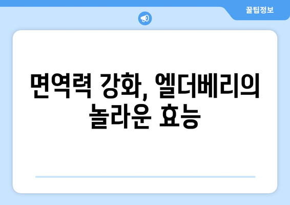 엘더베리 효능, 부작용, 영양 성분, 먹는 법 총정리 | 건강, 면역력, 엘더베리 효능, 섭취 방법, 주의 사항