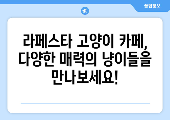 라페스타 고양이 카페 추천 | 냥이와 함께 힐링하세요! | 고양이 카페, 라페스타, 데이트, 힐링