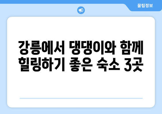 강릉 댕댕이 동반 숙소 BEST 3| 애견과 함께 떠나는 행복한 여행  | 강릉, 애견 동반 숙소, 추천, 댕댕이 여행