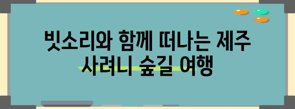 비오는 날의 평화로운 산책 | 제주 사려니 숲길