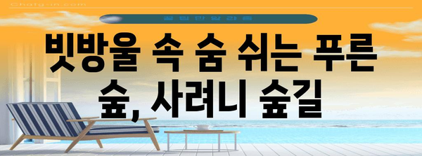 비오는 날의 평화로운 산책 | 제주 사려니 숲길