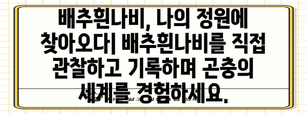 배추흰나비의 한살이| 애벌레에서 나비까지 | 배추흰나비, 생태, 관찰, 곤충